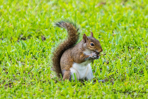 Brown Squirrel having lunch.  Eastern gray squirrel,Sciurus carolinensis
