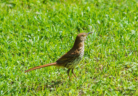 Brown Thrasher  Brown Thrasher,Toxostoma rufum