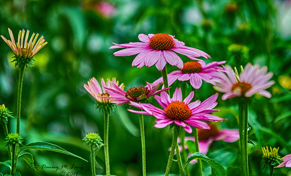 DSC_7213  Echinacea purpurea