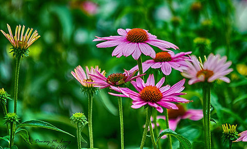 DSC_7213  Echinacea purpurea