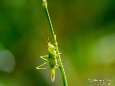 Slender Meadow Katydid - f, (Conocephalus fasciatus)  Conocephalus fasciatus,Slender Meadow Katydid
