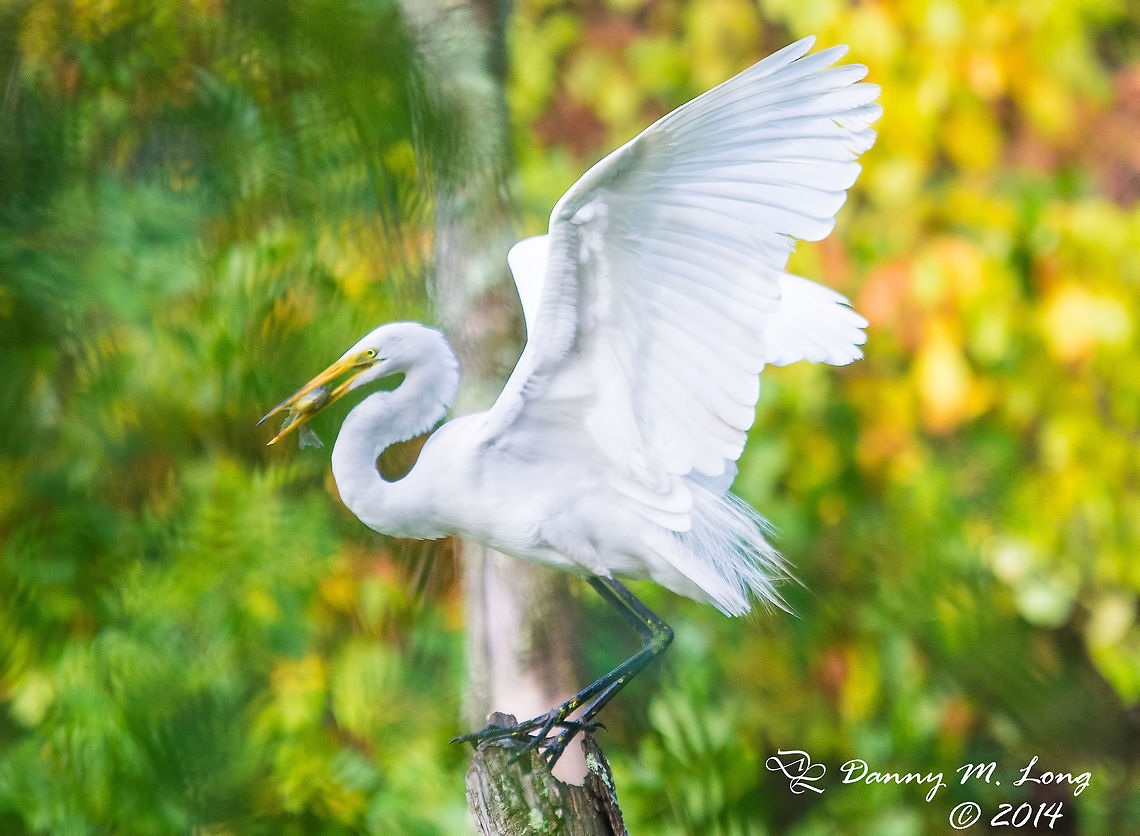Great White Egret I know i have posted some of these already, but the bokeh on this one is just beautiful to me. Ardea alba modesta,Eastern Great Egret