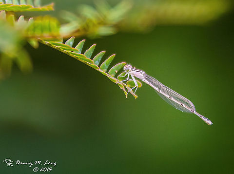 White/Black damselfly - Enallagma civile  Enallagma civile,Familiar Bluet