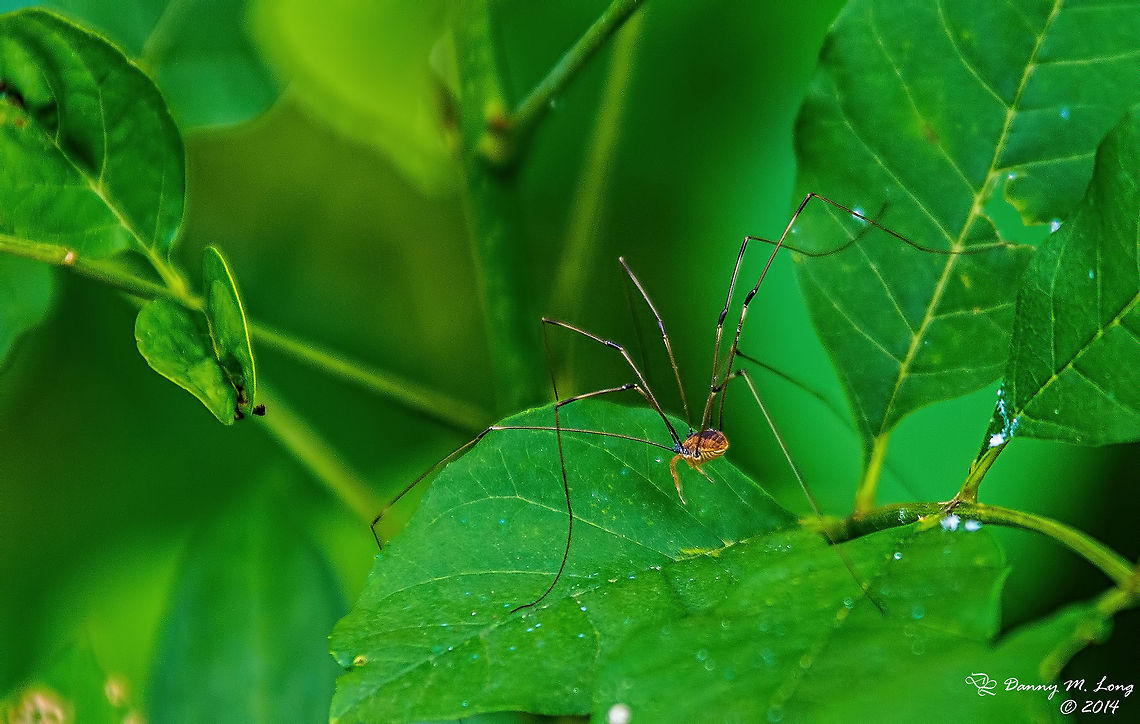 Harvestman - Leiobunum Opiliones<br />
<a href="http://bugguide.net/node/view/376051" rel="nofollow">http://bugguide.net/node/view/376051</a> Harvestman,Leiobuninae,Leiobunum,Opiliones,Sclerosomatidae