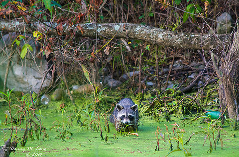 Raccoon  Procyon lotor,Raccoon