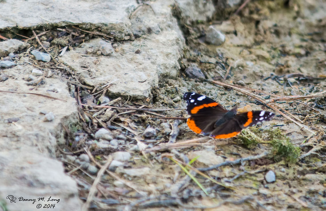 Red Admiral Butterfly  Red Admiral,Vanessa atalanta