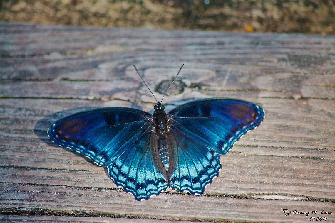 The White Admiral or Red-spotted Purple  Limenitis arthemis,White Admiral or Red-spotted Purple