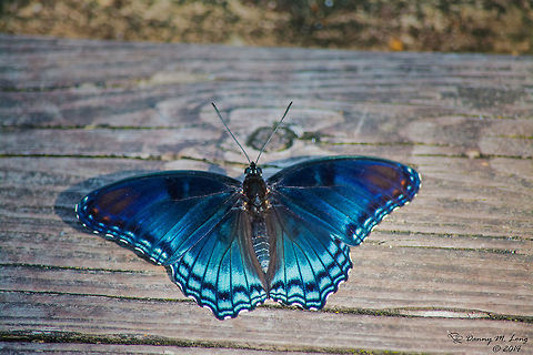 The White Admiral or Red-spotted Purple  Limenitis arthemis,White Admiral or Red-spotted Purple