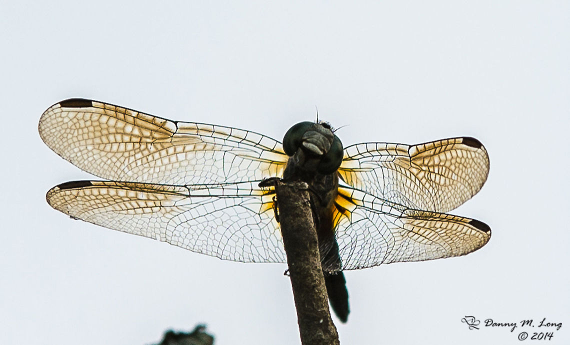 Back Lit Wings Not sure of the species (probably a Blue Skimmer). I just love the detail of the back lit wings. animalia,anisoptera,biodiversity,insects,libellulidae,odonata