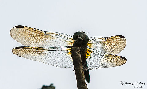 Back Lit Wings Not sure of the species (probably a Blue Skimmer). I just love the detail of the back lit wings. animalia,anisoptera,biodiversity,insects,libellulidae,odonata