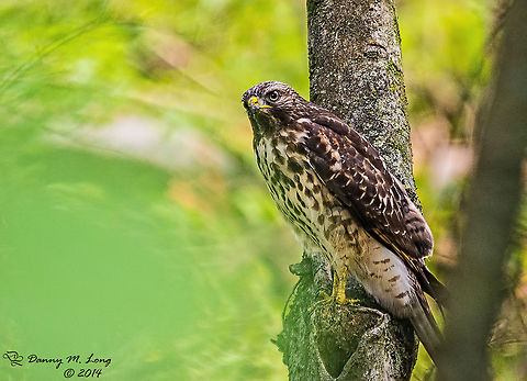 Red Shouldered Hawk  Buteo lineatus,Red-shouldered Hawk