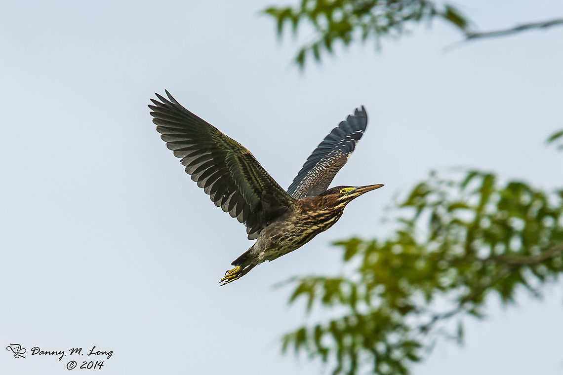 Green Heron in flight  Butorides virescens,Green Heron