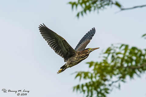 Green Heron in flight  Butorides virescens,Green Heron