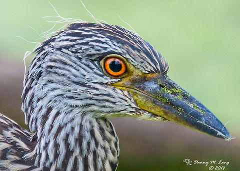 Young Yellow Crested Night Heron  Nyctanassa violacea,Yellow-crowned Night Heron