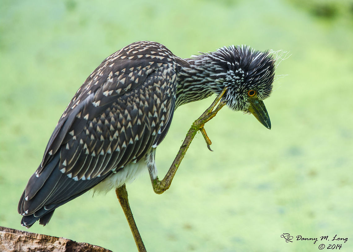 Young Yellow Crested Night Heron  Nyctanassa violacea,Yellow-crowned Night Heron