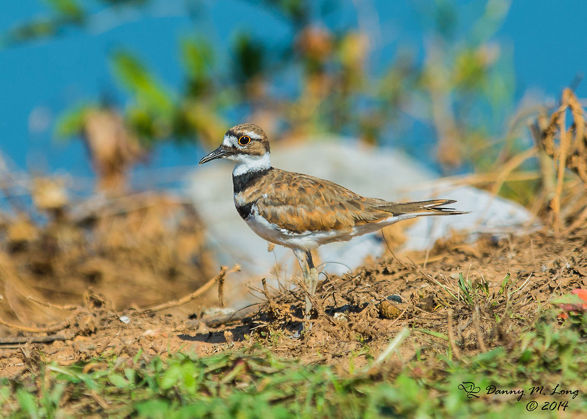 Killdeer  Charadrius vociferus,Killdeer