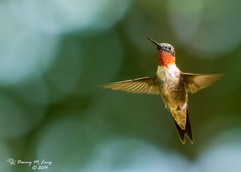 Ruby-throated Hummingbird