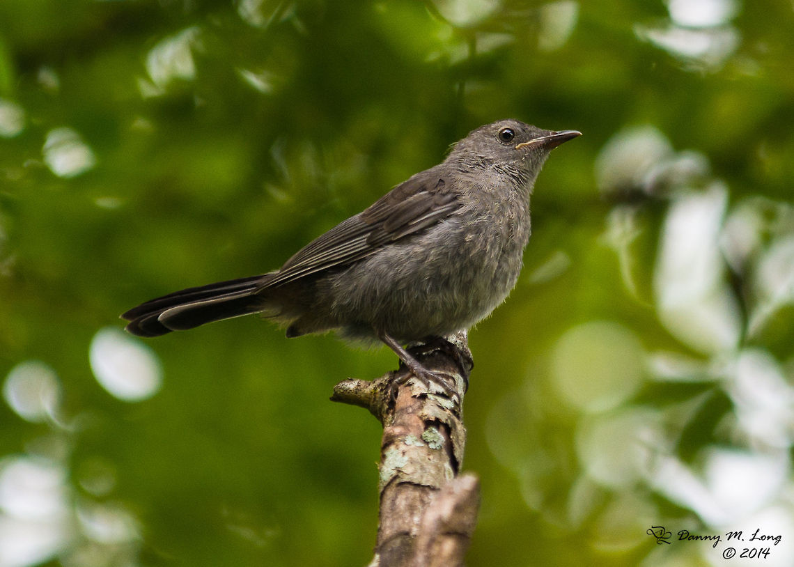 Gray Catbird  Dumetella carolinensis,Gray Catbird