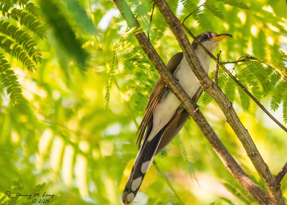 Yellow-billed Cuckoo