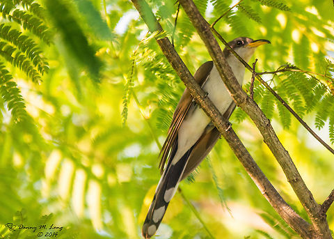 Yellow-billed Cuckoo