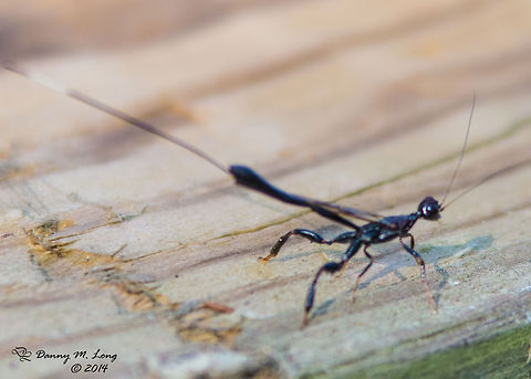 Ichneumonidae (Ichneumon Wasps?