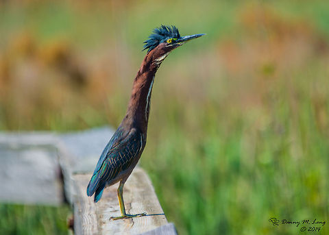 Bad Hair Day.  Butorides virescens,Green Heron