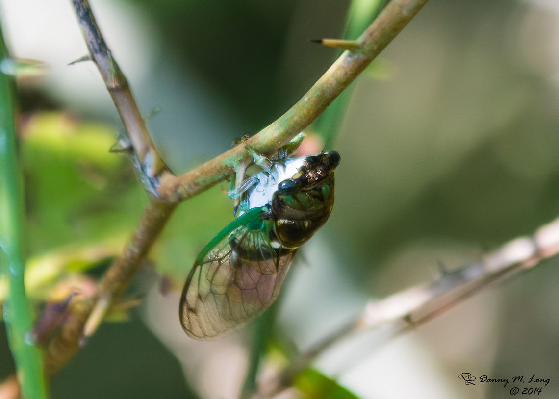 ''Tibicen tibicen'' also called the swamp cicada  Tibicen tibicen