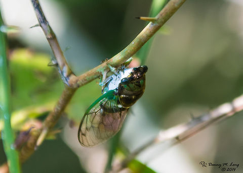 ''Tibicen tibicen'' also called the swamp cicada  Tibicen tibicen