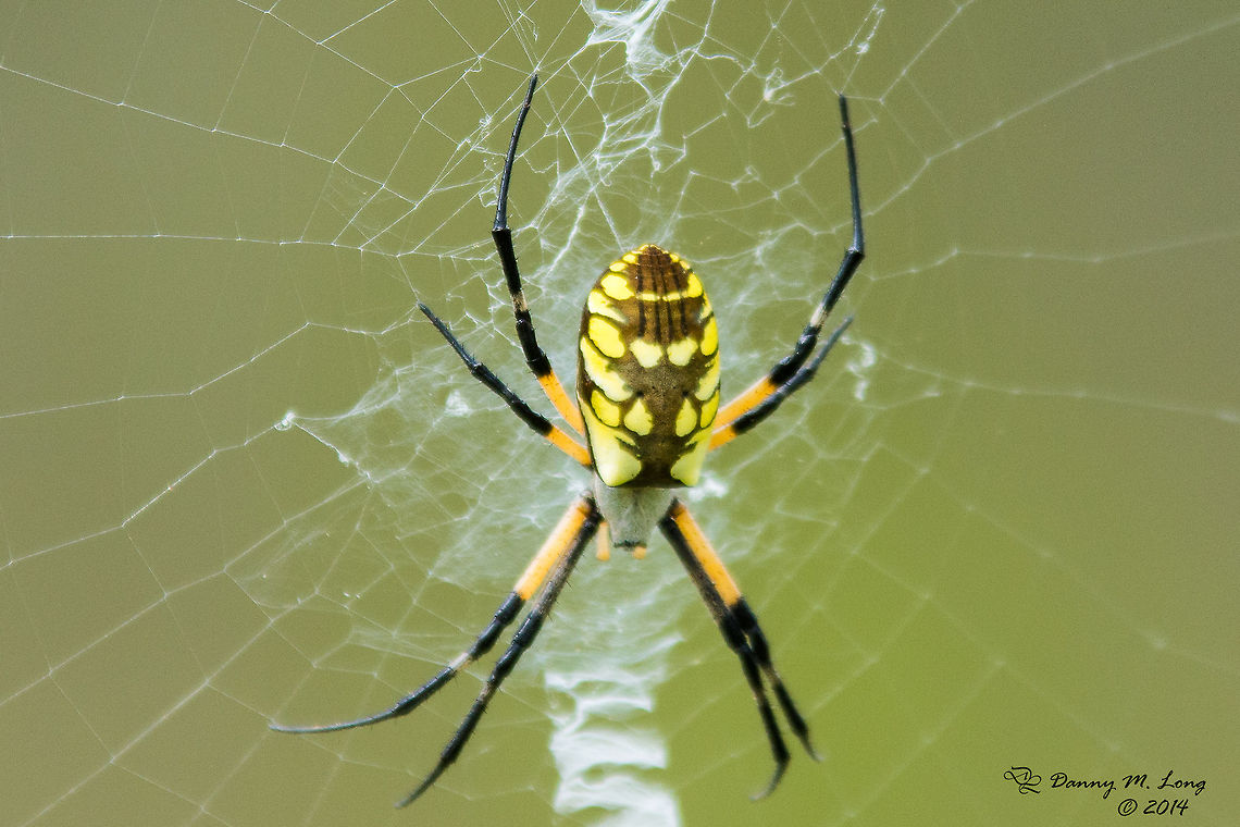 Argiope aurantia or Writing Spider  Argiope aurantia
