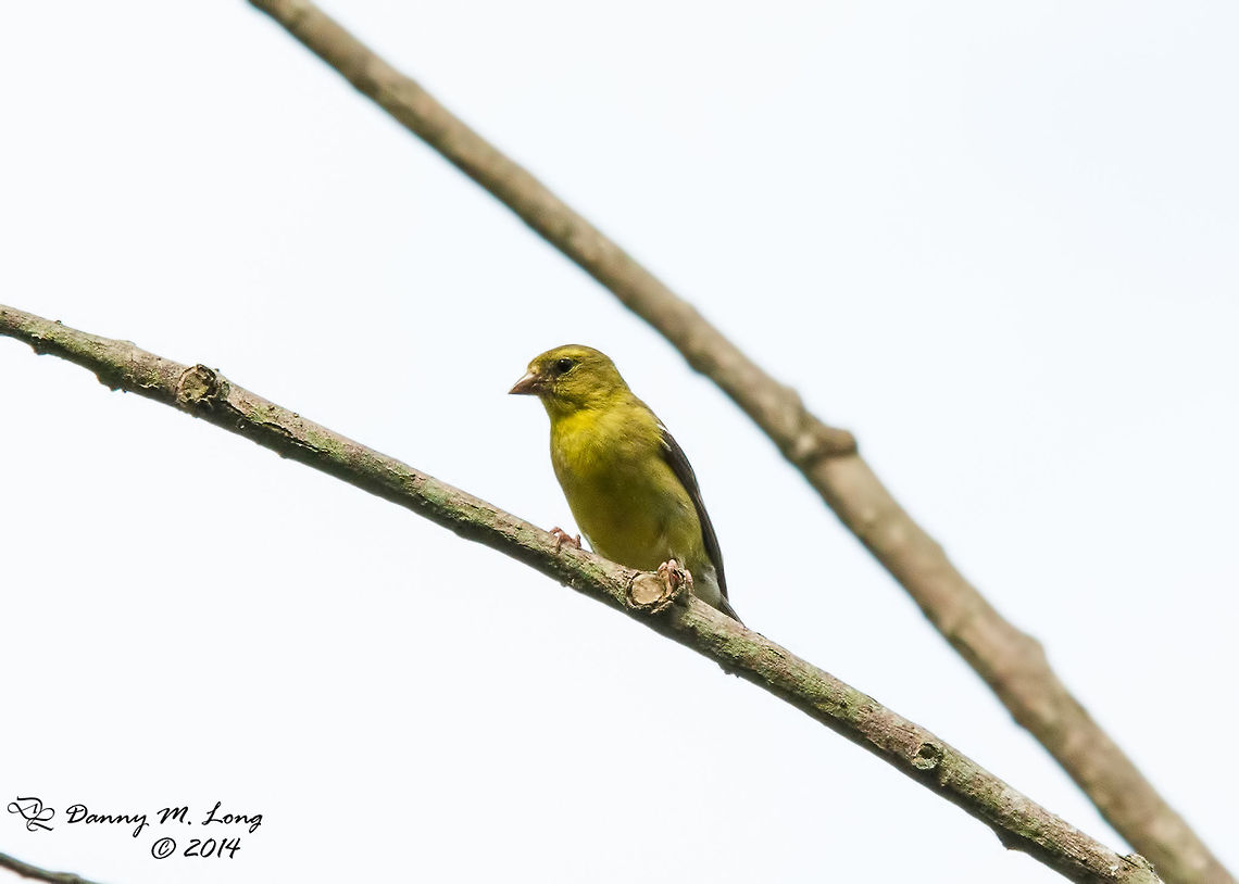 DSC_3401  American Goldfinch,American goldfinch,Carduelis tristis,Spinus tristis