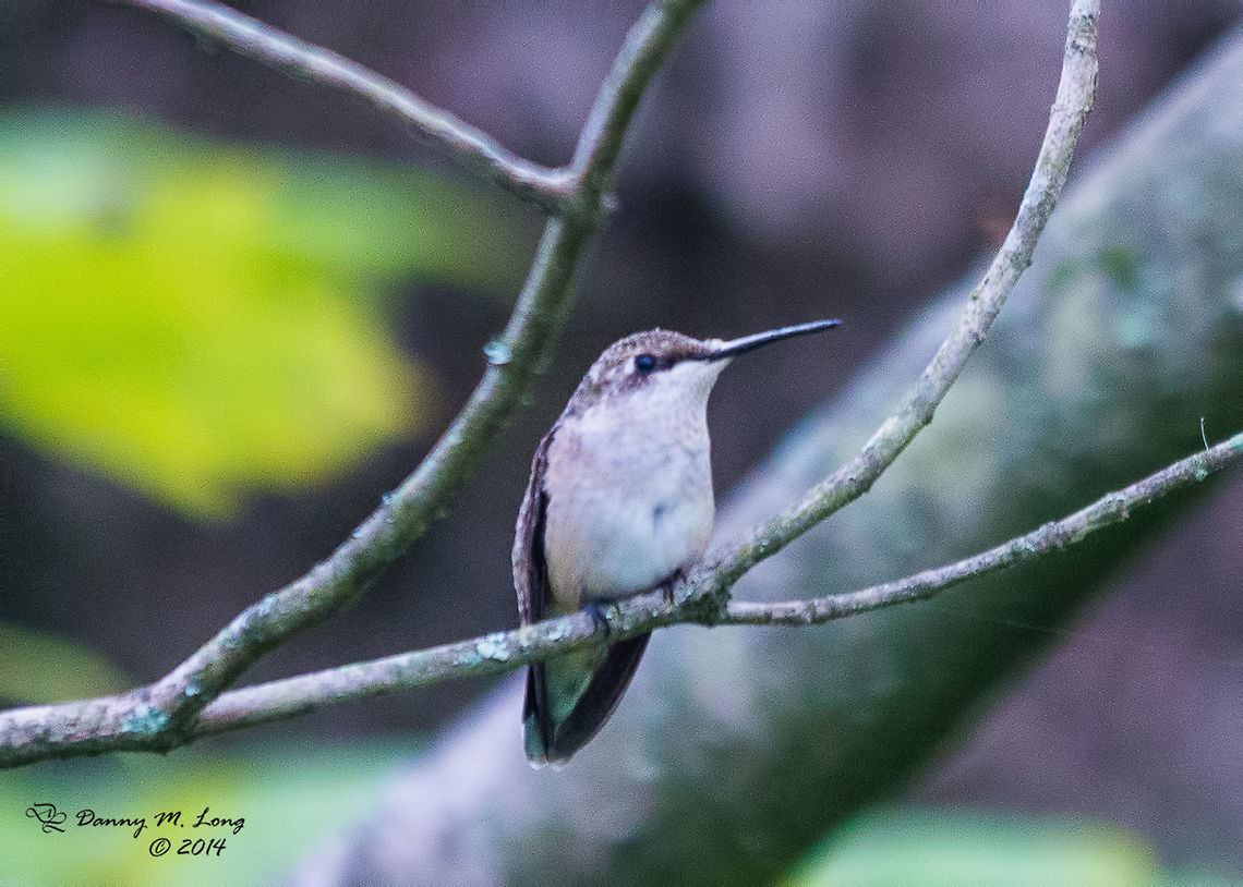 Up Close and Personal  Archilochus colubris,Ruby-throated hummingbird