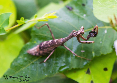 Mantid - Stagmomantis carolina  Carolina Mantis,Stagmomantis carolina