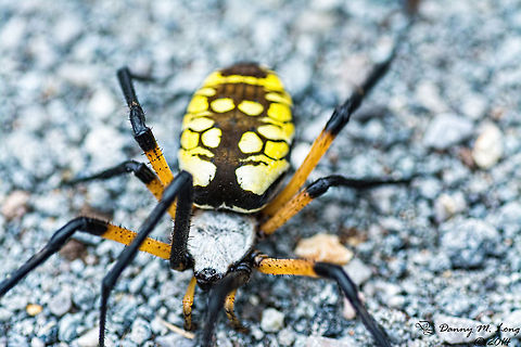 Argiope aurantia  Macro 1:1  Argiope aurantia,Writing Spider,Yellow Garden Spider