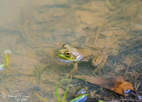 Lithobates catesbeianus I believe this to be the correct species, I will include some other shots to be sure. American Bullfrog,Lithobates catesbeianus
