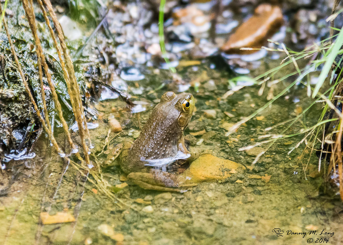 Lithobates catesbeianus As I said I wasn&#039;t sure about the ID so I included 3 pictures to make sure. American Bullfrog,Lithobates catesbeianus,Lithobates sphenocephalus,Southern Leopard Frog