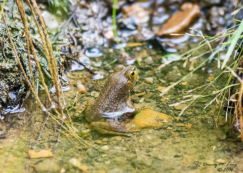 Lithobates catesbeianus As I said I wasn't sure about the ID so I included 3 pictures to make sure. American Bullfrog,Lithobates catesbeianus,Lithobates sphenocephalus,Southern Leopard Frog