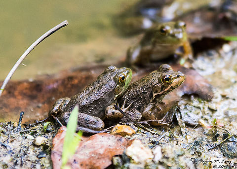Lithobates catesbeianus As I said I wasn't sure about the ID so I included 3 pictures to make sure. American Bullfrog,Lithobates catesbeianus,Lithobates sphenocephalus,Southern Leopard Frog