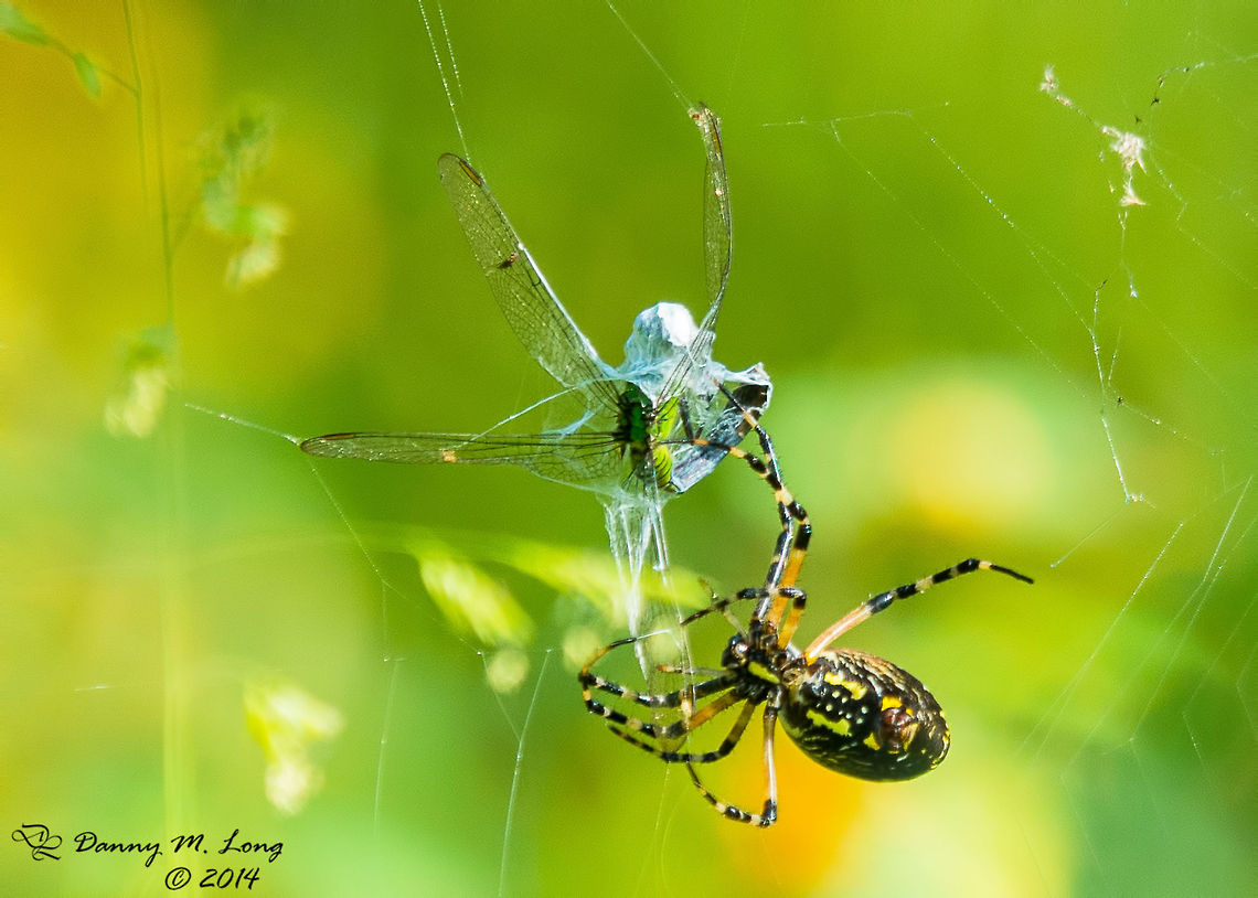 Dragon Slayer  Argiope aurantia,Yellow Garden Spider