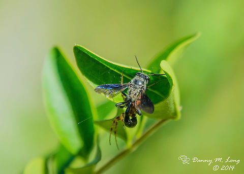 Potter Wasp gets the better of a spider not sure of the subspecies