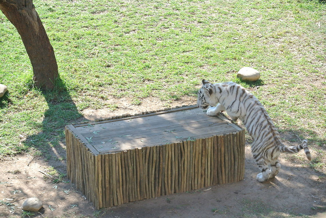 white bengal tiger cub &quot;RAWR&quot; Bengal tiger,Panthera tigris tigris