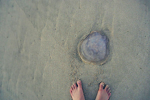 jellyfish toes  Beach,Jellyfish,Sea,appreciation,nature,newbie,sand,sea animals,south africa,toes,wildlife
