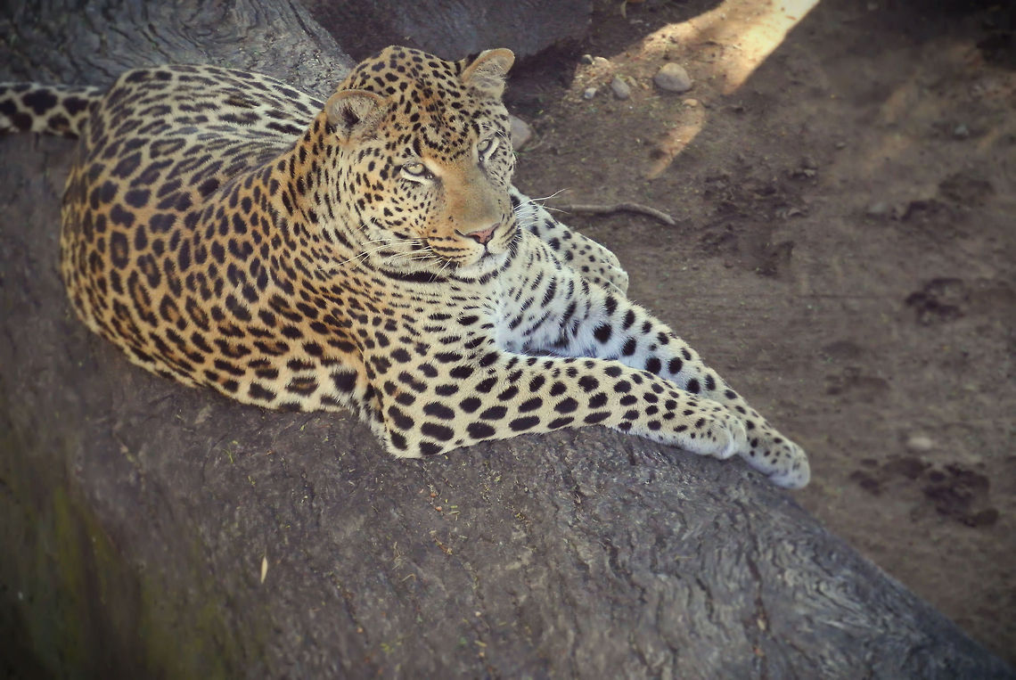 african leopard  Leopard,Panthera pardus,african leopard,big cat,big five,leopard,majestic,nature,nature reserve,south africa,spots,wild,wildlife,wildlife photography,wildlife ranch