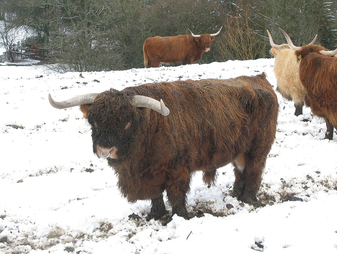 Highland cattle The nature of these highland cattle is very docile and friendly, but that doesn&#039;t make their massive horns look friendly...   Belgium,Bos primigenius indicus,Bos primigenius taurus,Cattle,Geotagged