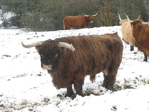 Highland cattle The nature of these highland cattle is very docile and friendly, but that doesn't make their massive horns look friendly...   Belgium,Bos primigenius indicus,Bos primigenius taurus,Cattle,Geotagged