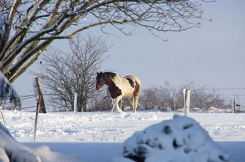 Horse in the snow  Belgium,Domestic horse,Equus ferus caballus,Geotagged