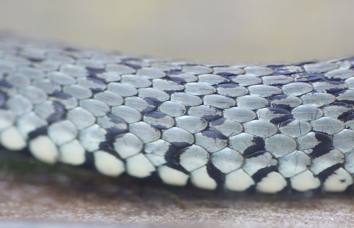 Ringed snake skin detail What suprised me was that the dots where not just colored scales, but that the dots are made of several partly colored scales combined. Alpenzoo,Austria,Geotagged,Grass snake,Natrix natrix