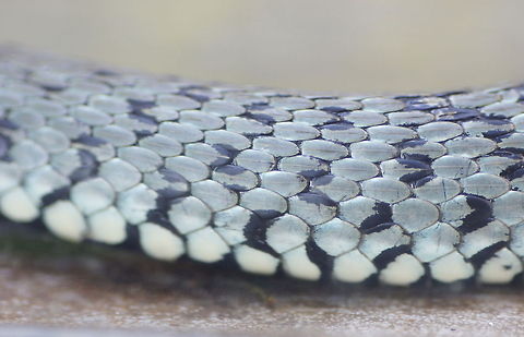 Ringed snake skin detail What suprised me was that the dots where not just colored scales, but that the dots are made of several partly colored scales combined. Alpenzoo,Austria,Geotagged,Grass snake,Natrix natrix