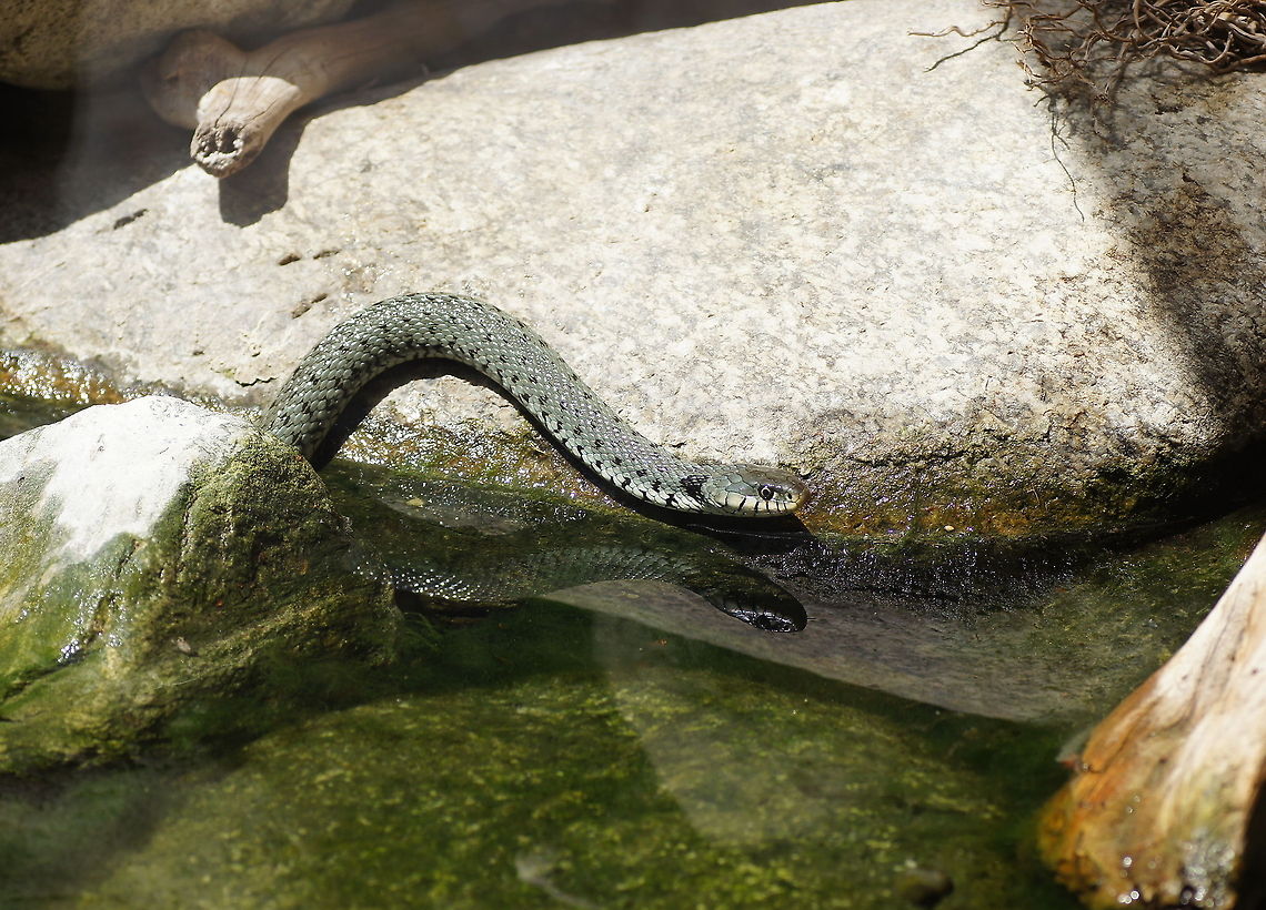 Ringed snake A ringed snake in it&#039;s favorite environment, inbetween land and water. Alpenzoo,Austria,Geotagged,Grass snake,Natrix natrix