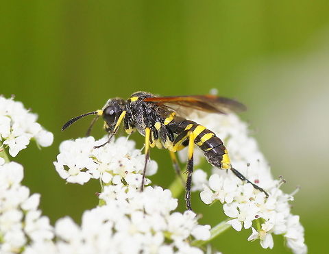 Sawfly (Tenthredo marginella)  Geotagged,Sawfly,Tenthredo marginella,The Netherlands