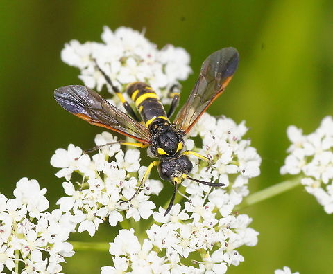 Sawfly (Tenthredo marginella) Sawfly (Tenthredo marginella) Geotagged,Sawfly,Tenthredo marginella,The Netherlands